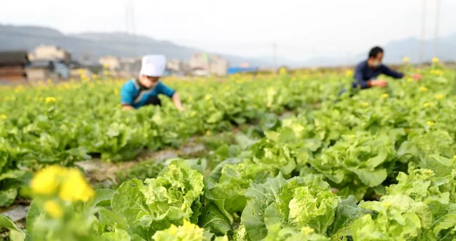 震撼！蔬菜配送企业降低供应链成本竟如此困难