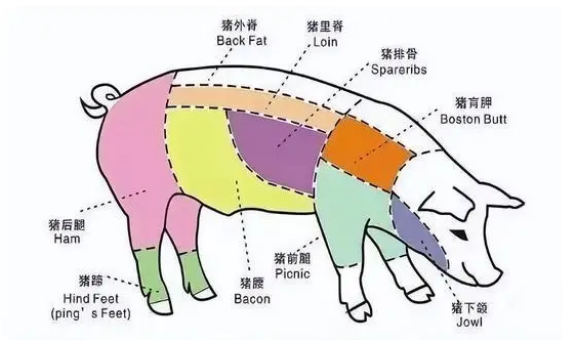 肉类分割的操作要点（猪肉分割技巧教程）